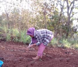 Hujan Mulai Datang, Sebagian Petani Mulai Menanam Kacang Tanah